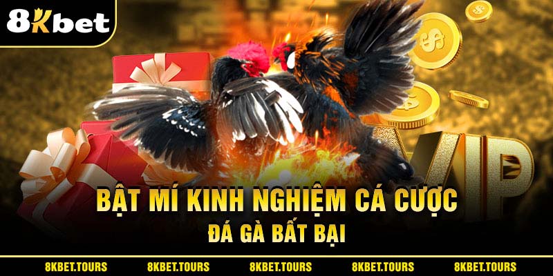 Bật mí kinh nghiệm cá cược đá gà cựa sắt bất bại 