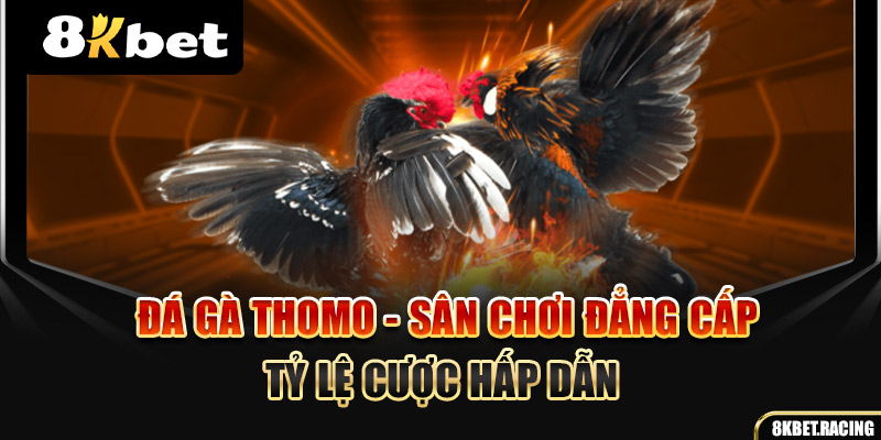 Đá Gà Thomo - Sân Chơi Đẳng Cấp, Tỷ Lệ Cược Hấp Dẫn